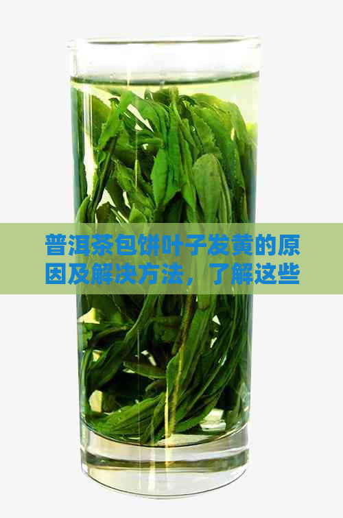 普洱茶包饼叶子发黄的原因及解决方法，了解这些让你的茶更好喝！