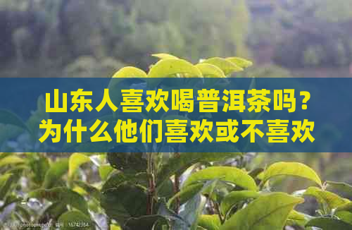 山东人喜欢喝普洱茶吗？为什么他们喜欢或不喜欢茶叶？