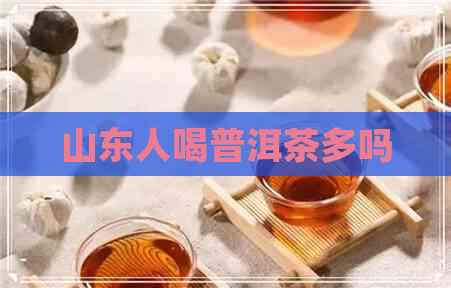 山东人喝普洱茶多吗