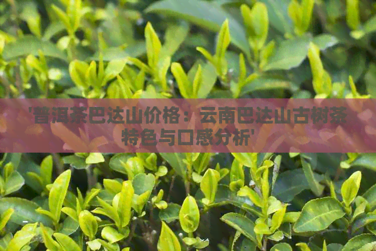 '普洱茶巴达山价格：云南巴达山古树茶特色与口感分析'