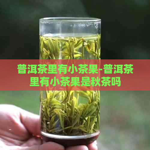 普洱茶里有小茶果-普洱茶里有小茶果是秋茶吗