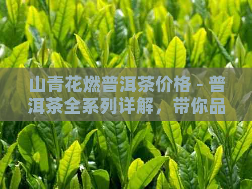 山青花燃普洱茶价格 - 普洱茶全系列详解，带你品味茶中王者的风范