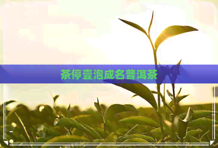 茶停壹泡成名普洱茶