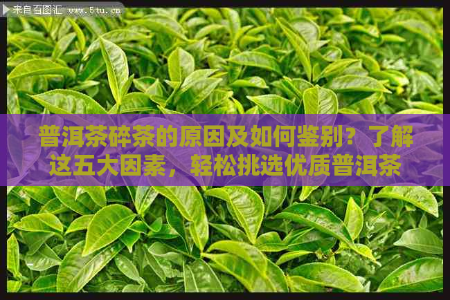 普洱茶碎茶的原因及如何鉴别？了解这五大因素，轻松挑选优质普洱茶