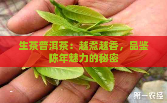 生茶普洱茶：越煮越香，品鉴陈年魅力的秘密