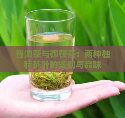 普洱茶与御茯茶：两种独特茶叶的鉴别与品味