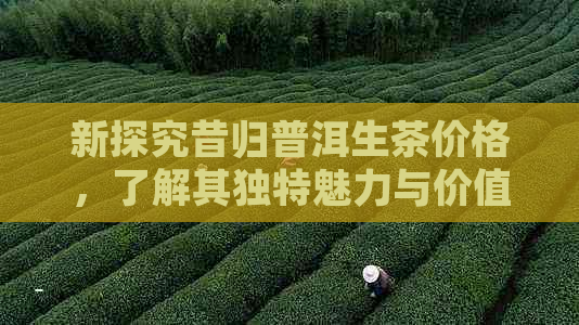 新探究昔归普洱生茶价格，了解其独特魅力与价值所在