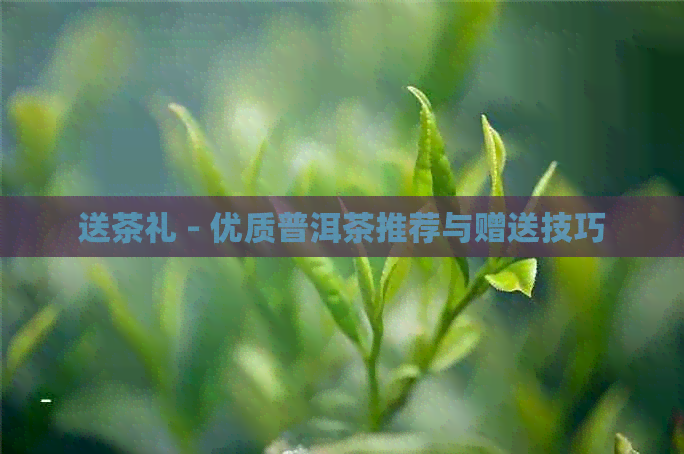 送茶礼 - 优质普洱茶推荐与赠送技巧