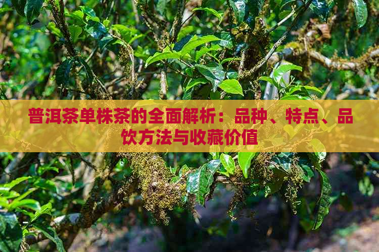 普洱茶单株茶的全面解析：品种、特点、品饮方法与收藏价值