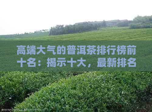 高端大气的普洱茶排行榜前十名：揭示十大，最新排名及优质推荐