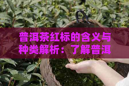 普洱茶红标的含义与种类解析：了解普洱茶红标的详细信息