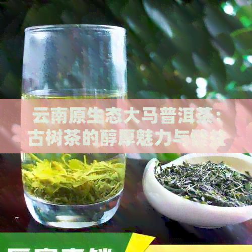 云南原生态大马普洱茶：古树茶的醇厚魅力与健益处