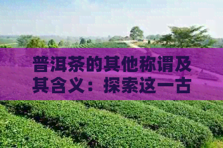 普洱茶的其他称谓及其含义：探索这一古老茶叶的不同身份