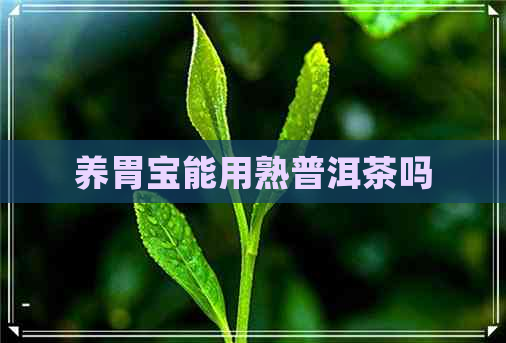 养胃宝能用熟普洱茶吗