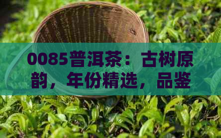 0085普洱茶：古树原韵，年份精选，品鉴享受