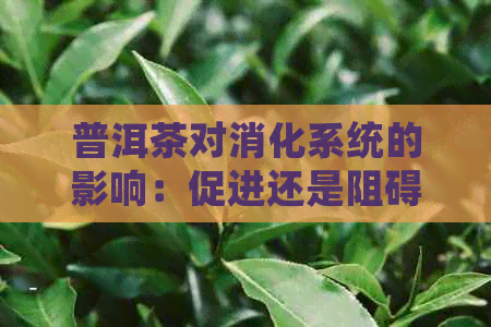 普洱茶对消化系统的影响：促进还是阻碍？