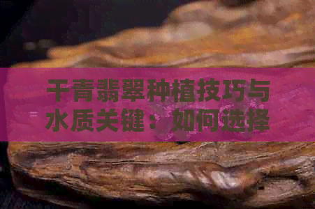 干青翡翠种植技巧与水质关键：如何选择和维护适合生长的水质