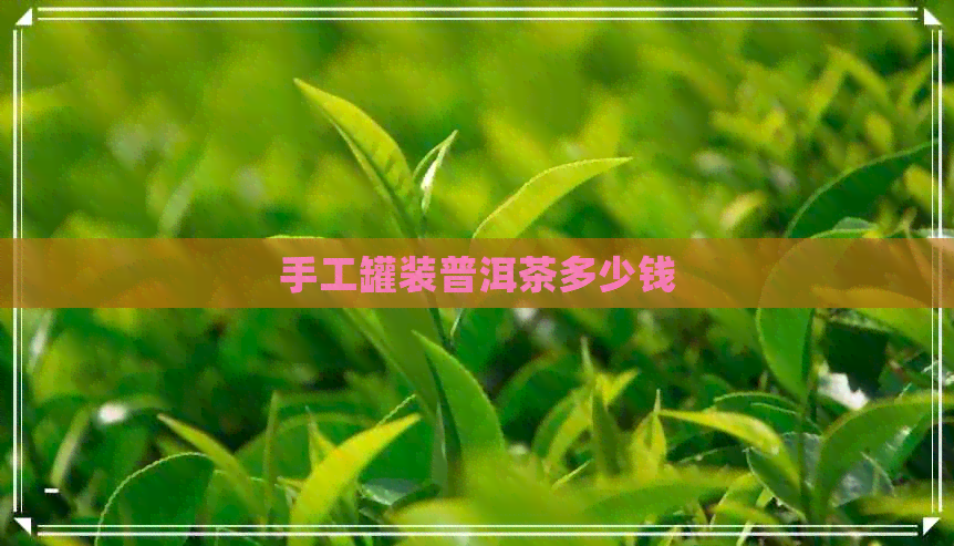 手工罐装普洱茶多少钱