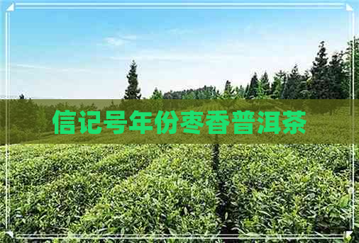 信记号年份枣香普洱茶