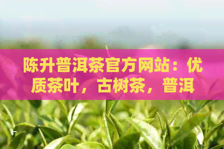 陈升普洱茶官方网站：优质茶叶，古树茶，普洱茶文化体验与购买