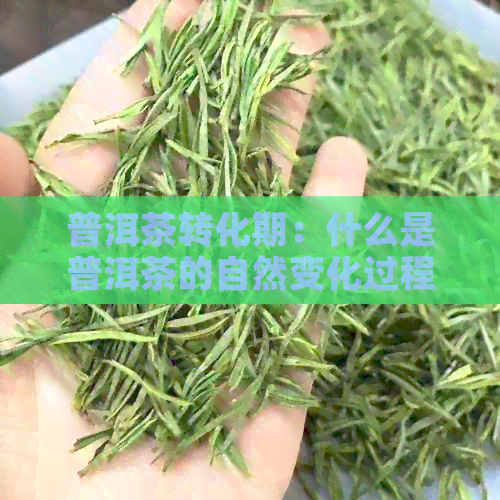 普洱茶转化期：什么是普洱茶的自然变化过程及其条件？