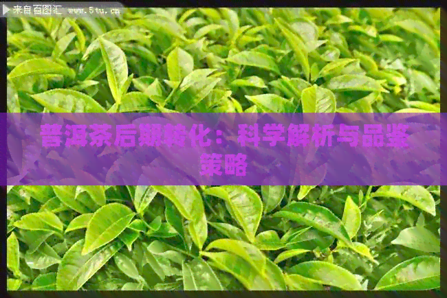 普洱茶后期转化：科学解析与品鉴策略