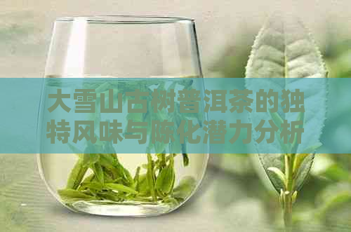 大雪山古树普洱茶的独特风味与陈化潜力分析