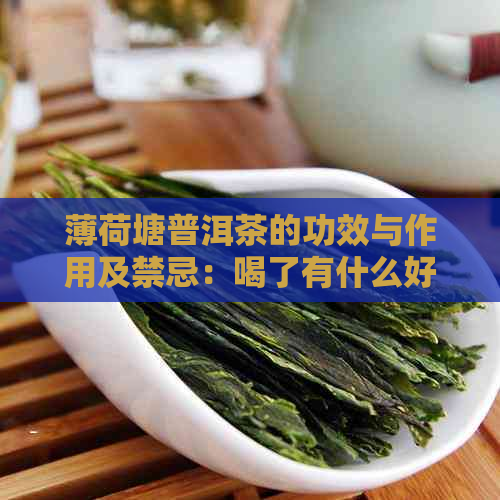 薄荷塘普洱茶的功效与作用及禁忌：喝了有什么好处和不适应人群？