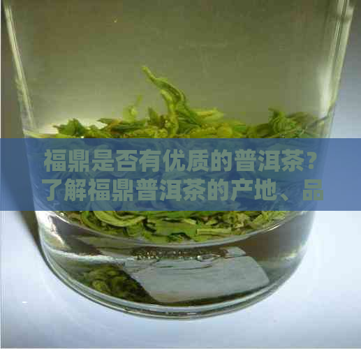 福鼎是否有优质的普洱茶？了解福鼎普洱茶的产地、品质及购买方式