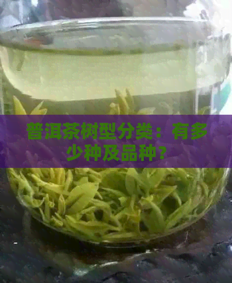 普洱茶树型分类：有多少种及品种？