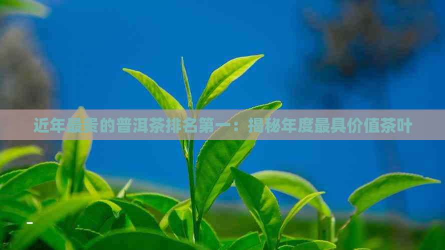 近年最贵的普洱茶排名之一：揭秘年度更具价值茶叶