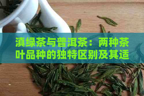 滇绿茶与普洱茶：两种茶叶品种的独特区别及其适用场景解析