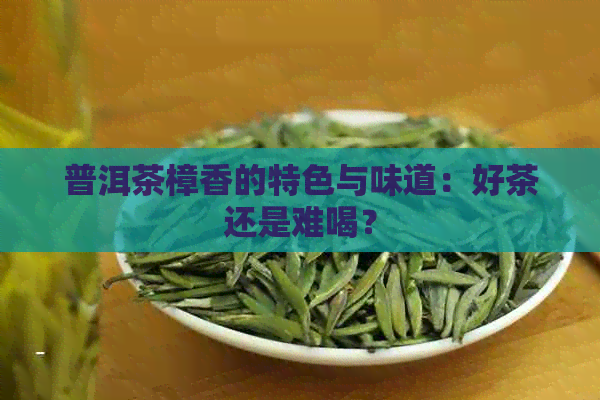 普洱茶樟香的特色与味道：好茶还是难喝？