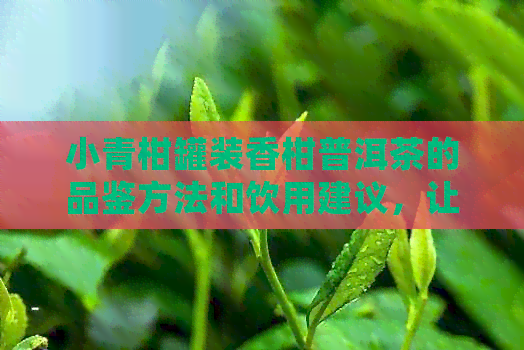 小青柑罐装香柑普洱茶的品鉴方法和饮用建议，让你充分享受茶香的全面指南