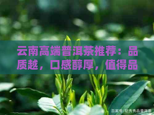 云南高端普洱茶推荐：品质越，口感醇厚，值得品鉴