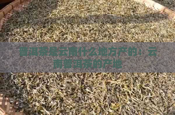 普洱茶是云南什么地方产的：云南普洱茶的产地