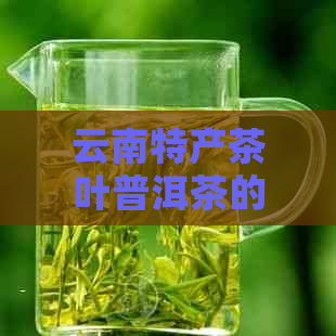 云南特产茶叶普洱茶的独特魅力与产地之谜