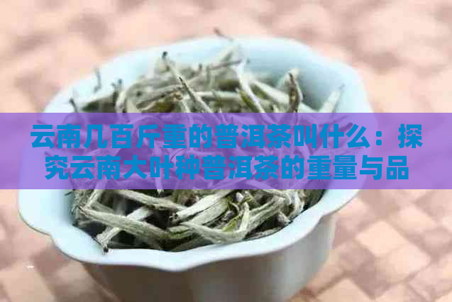 云南几百斤重的普洱茶叫什么：探究云南大叶种普洱茶的重量与品种