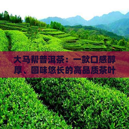 大马帮普洱茶：一款口感醇厚、回味悠长的高品质茶叶体验