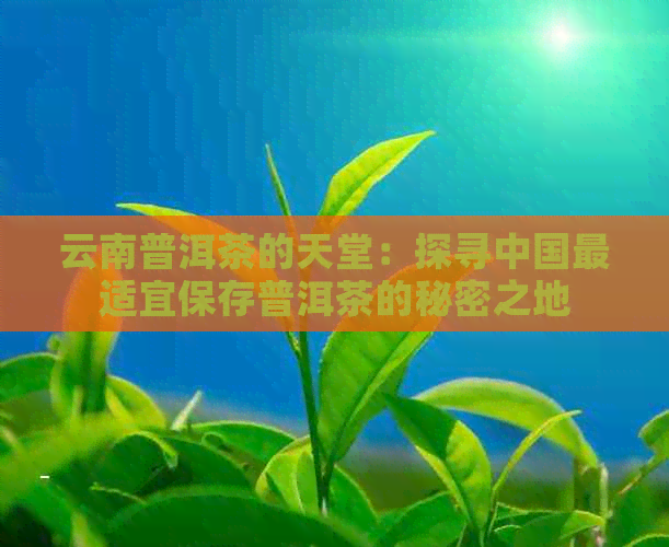 云南普洱茶的天堂：探寻中国最适宜保存普洱茶的秘密之地