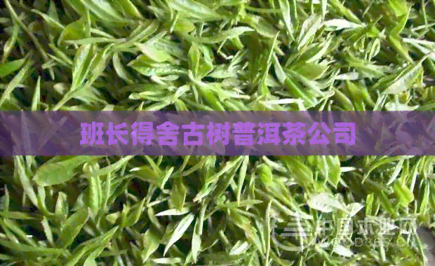 班长得舍古树普洱茶公司