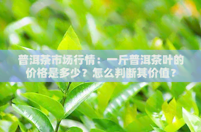 普洱茶市场行情：一斤普洱茶叶的价格是多少？怎么判断其价值？