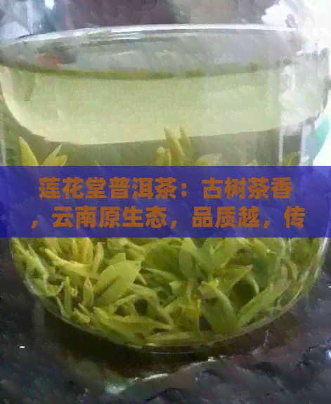 莲花堂普洱茶：古树茶香，云南原生态，品质越，传承经典