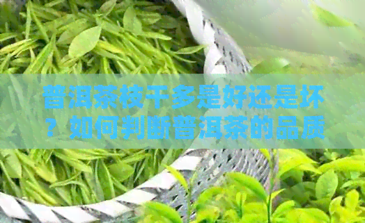 普洱茶枝干多是好还是坏？如何判断普洱茶的品质？