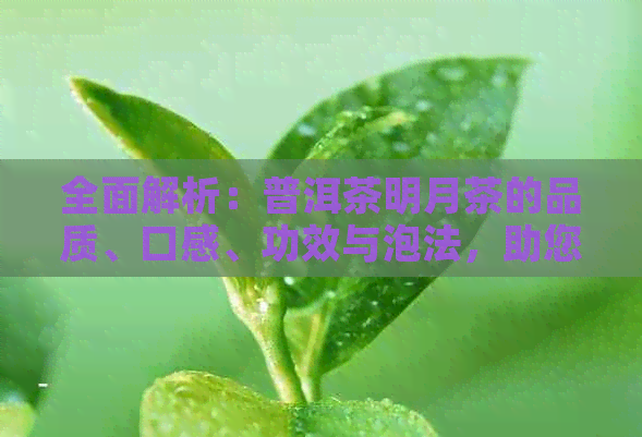 全面解析：普洱茶明月茶的品质、口感、功效与泡法，助您选购与品鉴