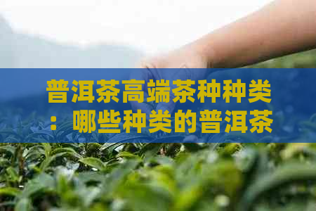 普洱茶高端茶种种类：哪些种类的普洱茶叶属于高端品质？