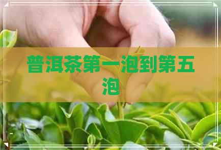 普洱茶之一泡到第五泡