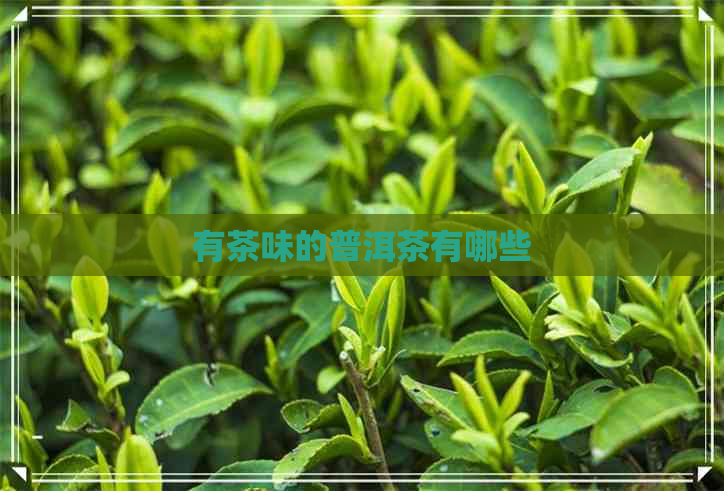 有茶味的普洱茶有哪些