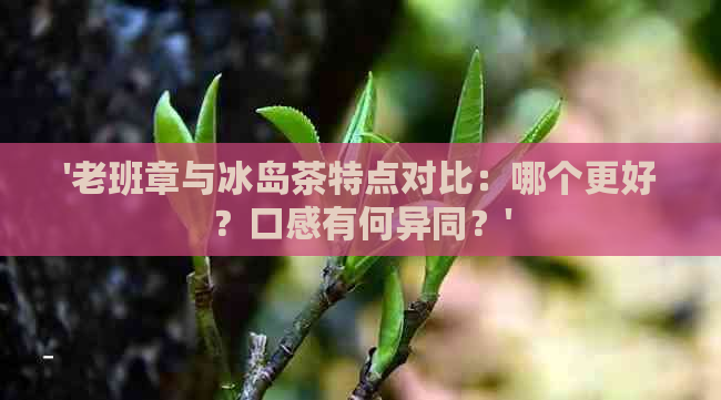 '老班章与冰岛茶特点对比：哪个更好？口感有何异同？'