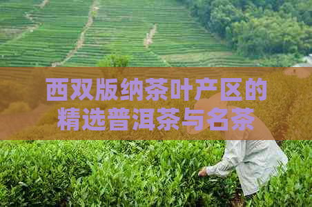 西双版纳茶叶产区的精选普洱茶与名茶
